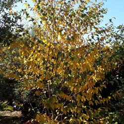 betula chichibuensis